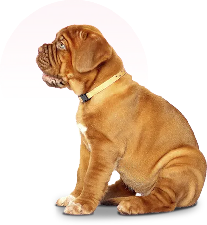 pet