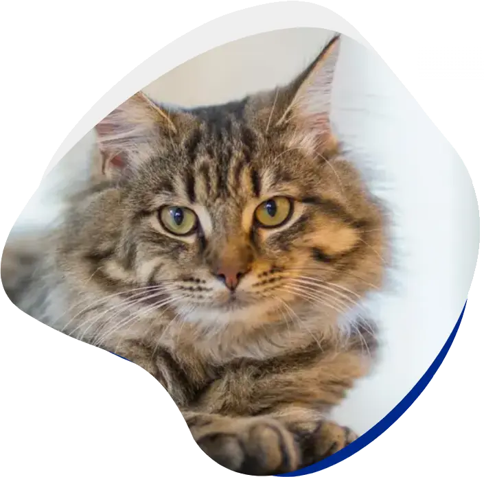 A close-up of a fluffy tabby cat with bright eyes, resting comfortably with its paws tucked in.