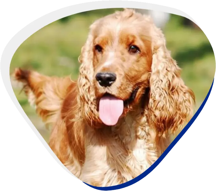 A playful brown dog with its tongue out stands amidst lush green grass